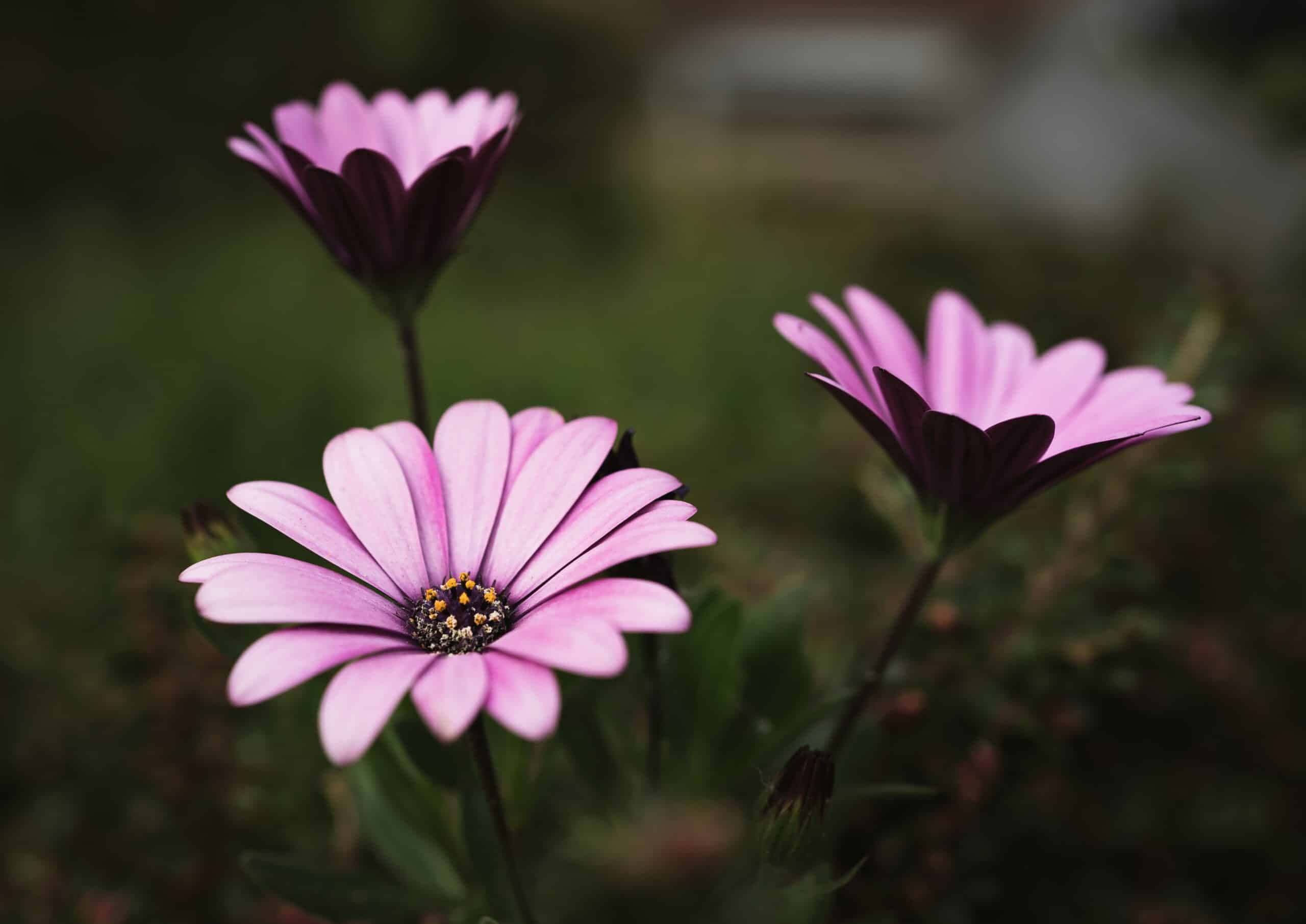 Pink flowers growing at Heckers Garden Centre