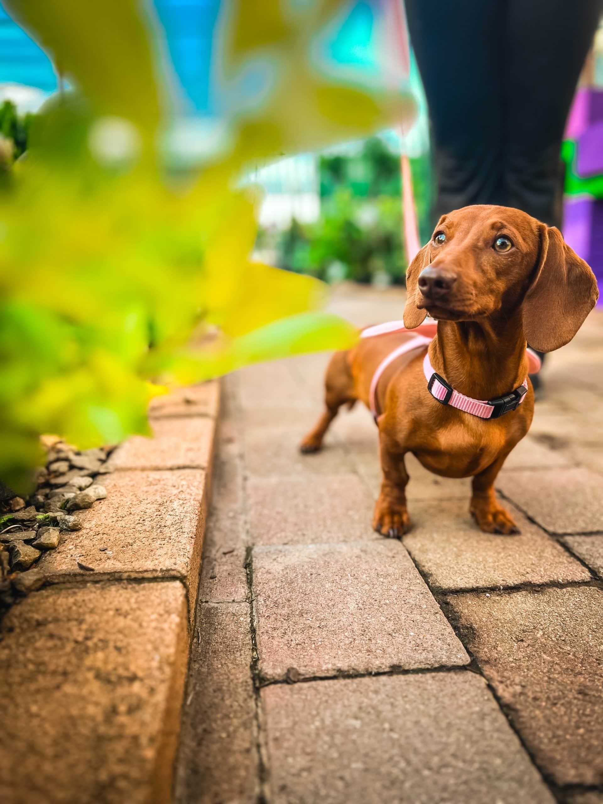 Lilly, Heckers' wiener dog, enjoying the garden centre