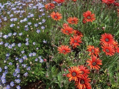 Tips to a more water wise garden.