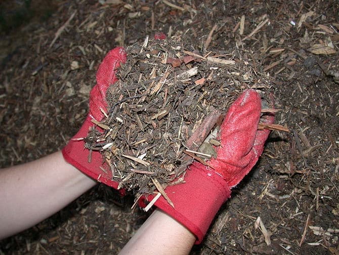 To mulch or not to mulch