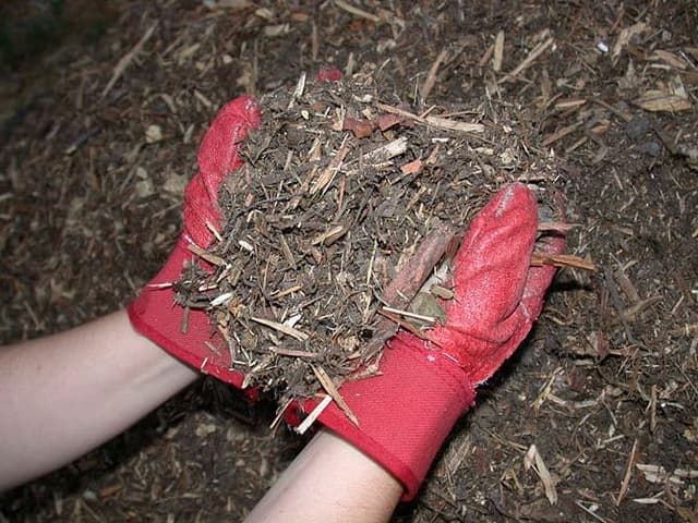 To mulch or not to mulch