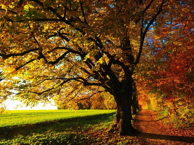 Make Your Own Compost and Mulch This Autumn