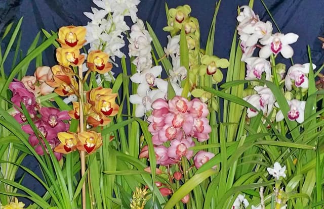 All you need to know about Cymbidium orchids