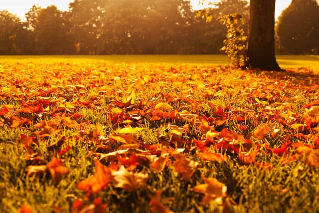 Preparing Your Flower Beds for Autumn Planting