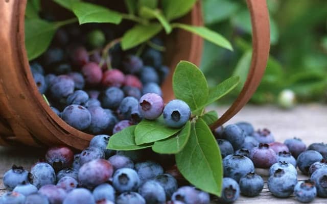 Blueberry basics – Grow your own