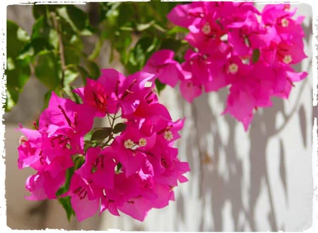Bougainvilleas: the ultimate splash of summer colour