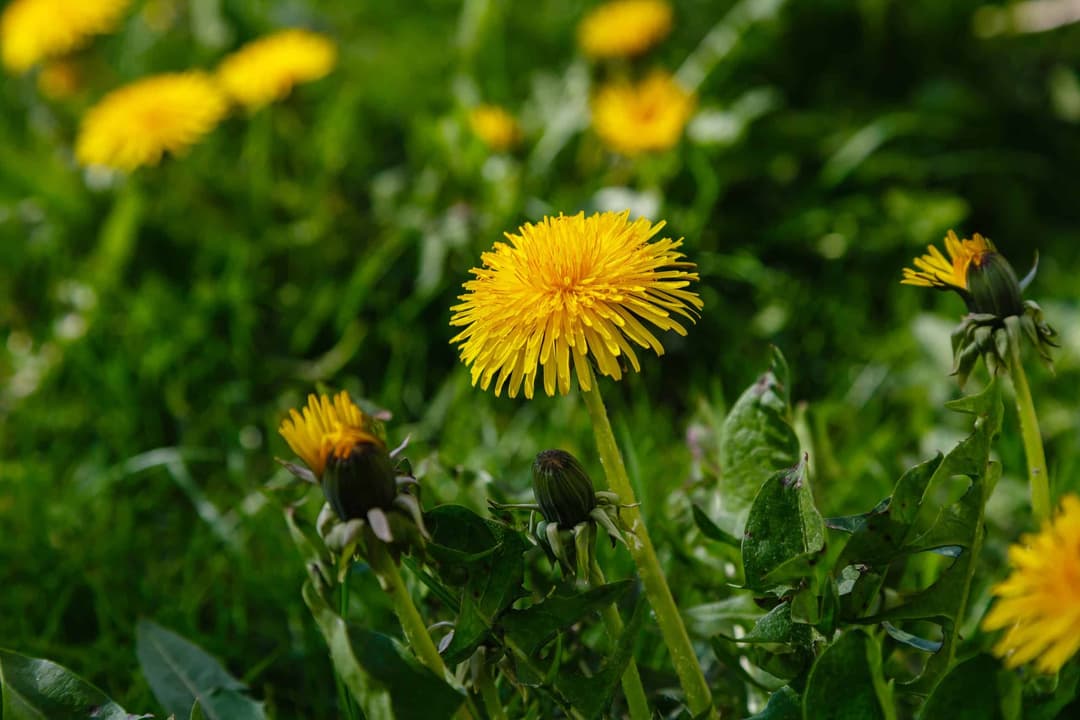 Alternatives to control weeds in the garden