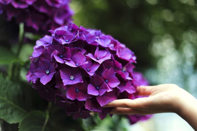 Hydrangea throughout the seasons