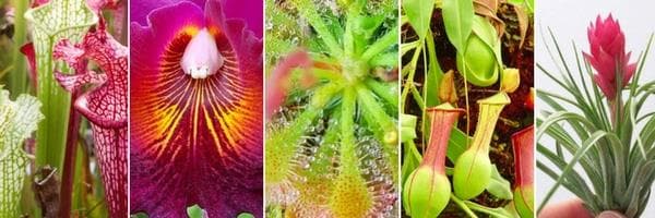 Weird and Wonderful Plants