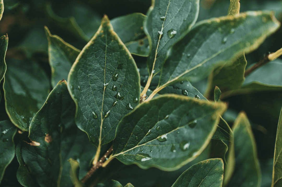 The miracle of rain