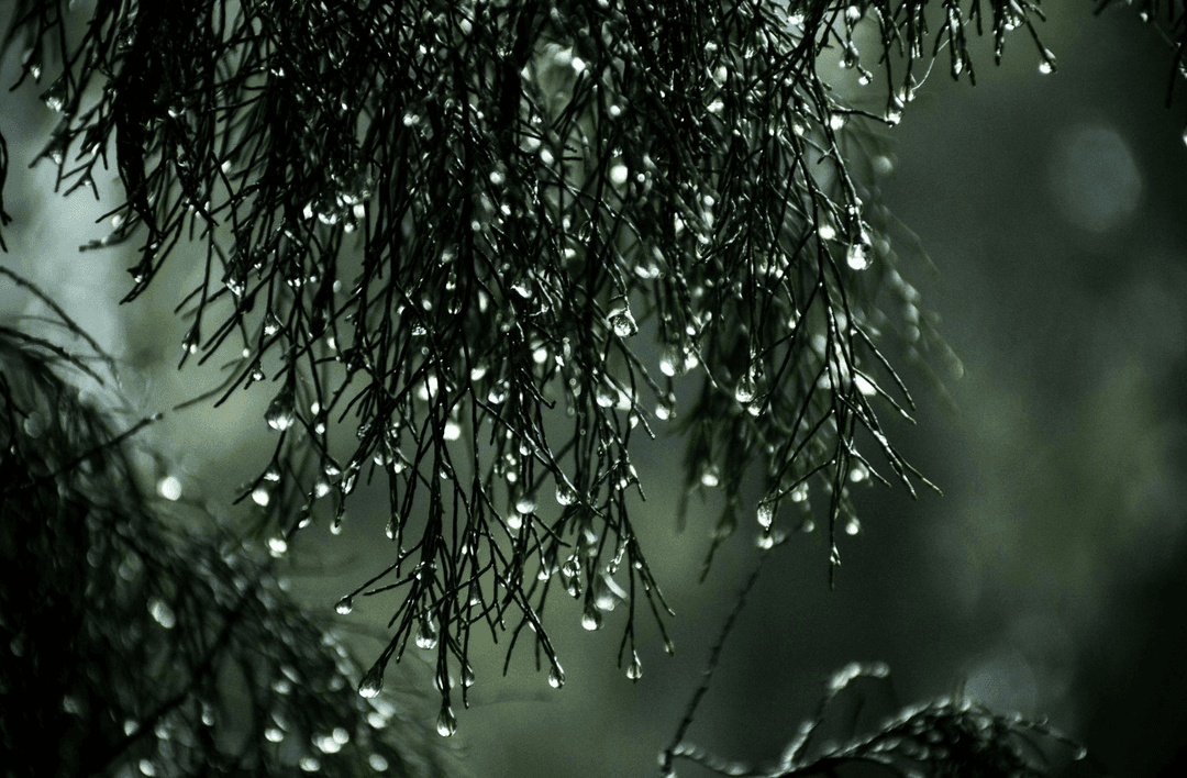 Gardening after the rain