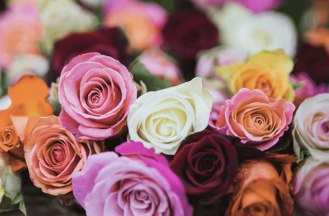 Looking after your roses in October