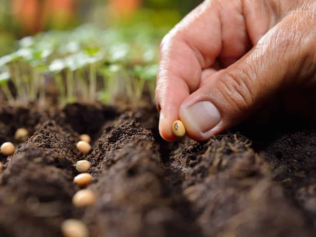 Success with seed