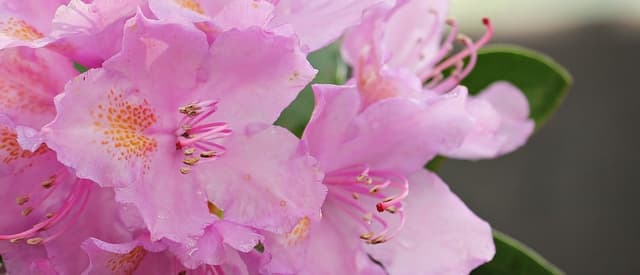Nothing says spring like an Azalea