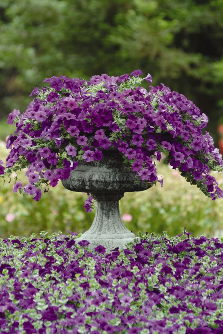 Splashes of Colour with Summer Flowers