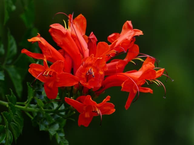 Top 10 Indigenous Plants for Spring