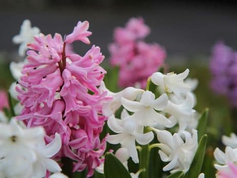 Grow your own Heavenly Hyacinths