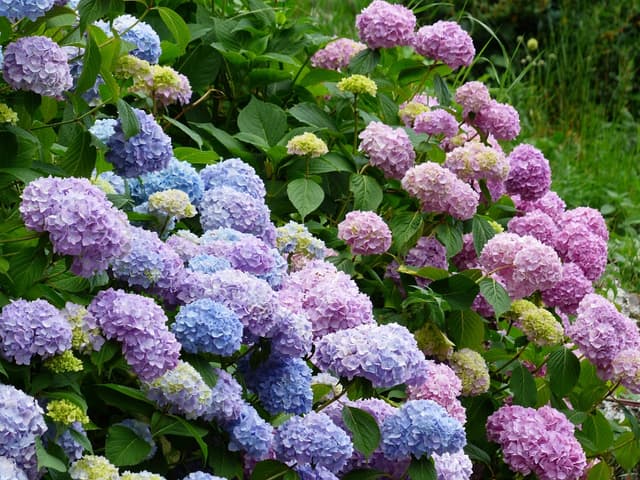 The Splendour of Hydrangeas