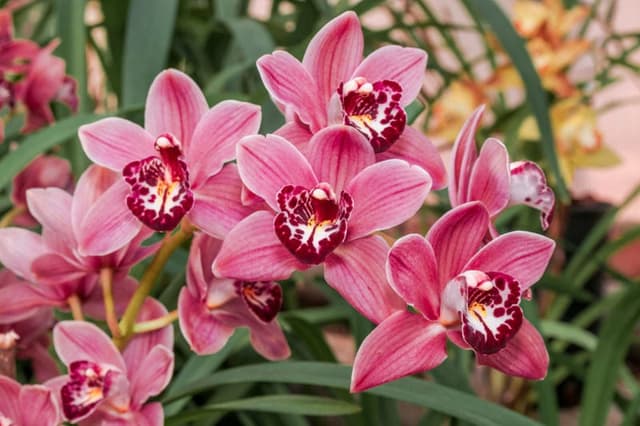 How to repot a Cymbidium