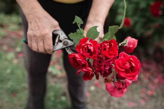 Cutting the right corner: Pruning made easy