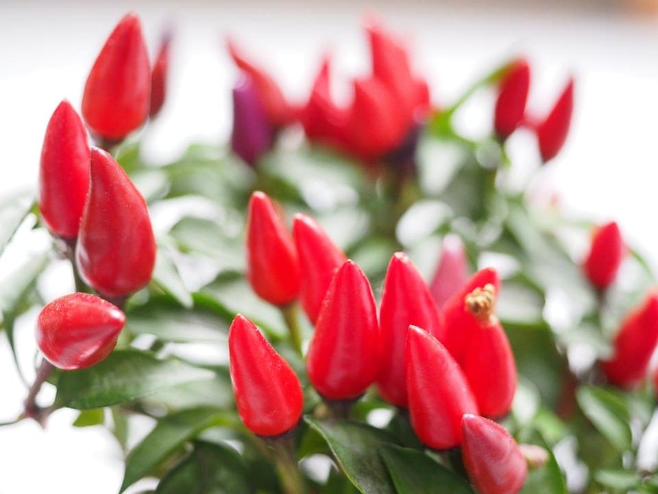 Valentine's Gifts to Match Your Valentine's Personality