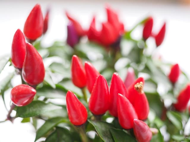 Valentine's Gifts to Match Your Valentine's Personality