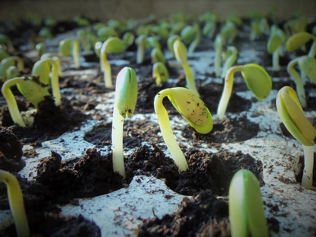 Sowing seeds in six easy steps