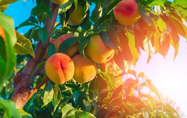 Plant a fruit tree now for a bounty in the coming season