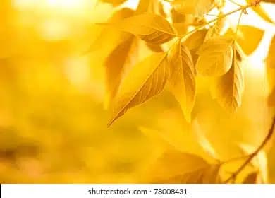 A touch of yellow to warm the cooler days