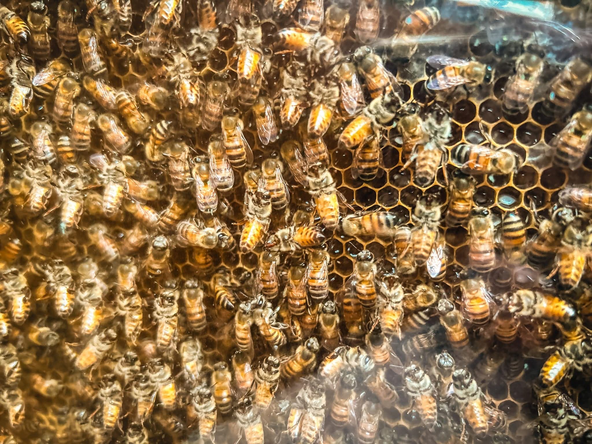 Bee & Honey Show
