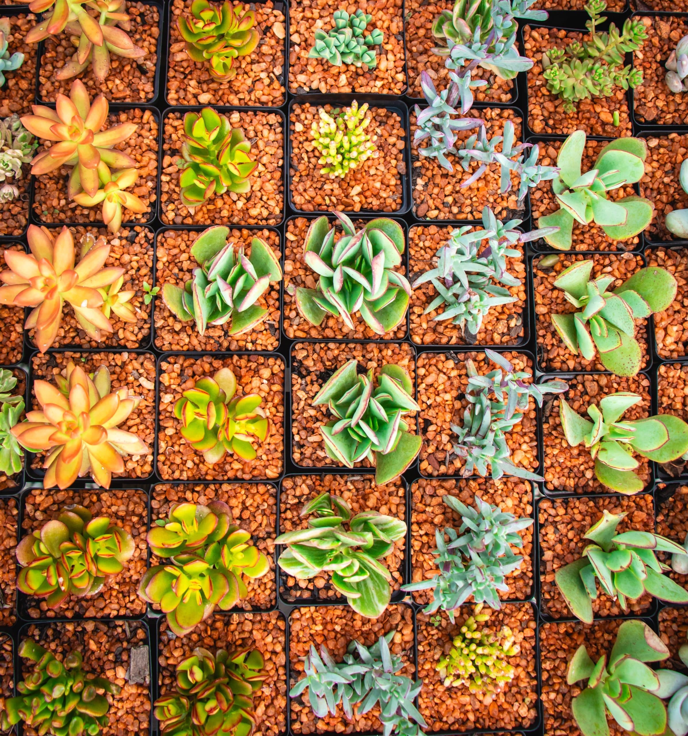 The Store