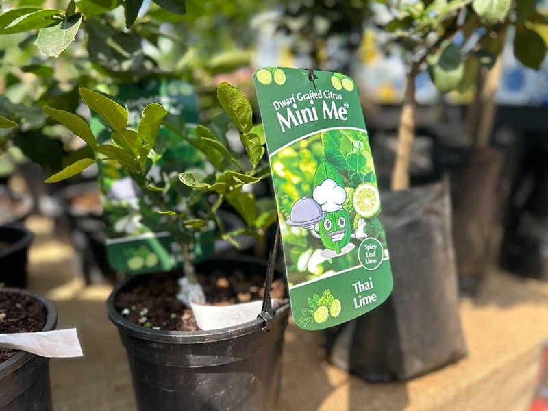 Grow To Eat Festival