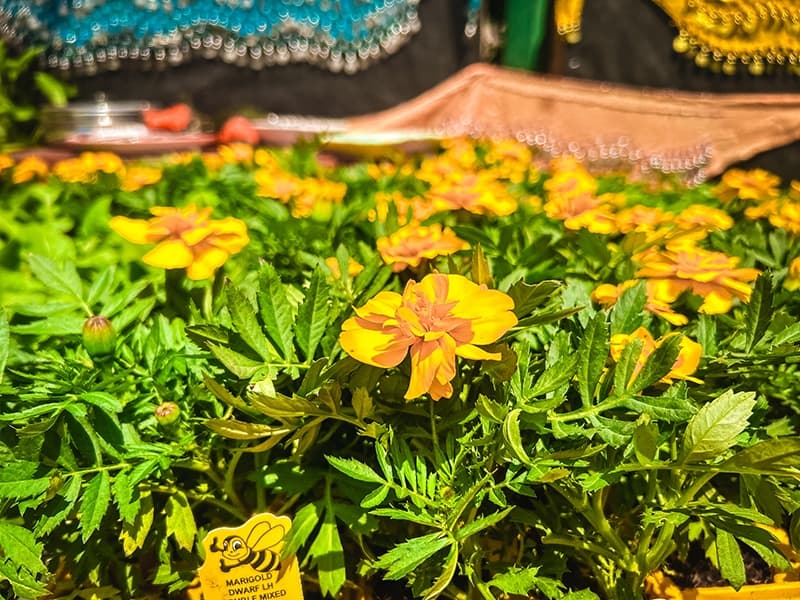 Grow To Eat Festival