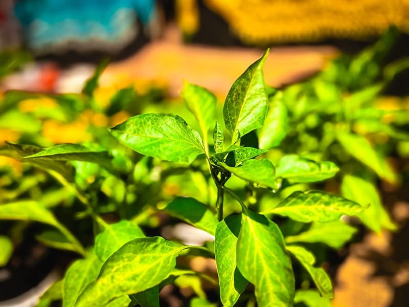 Grow To Eat Festival