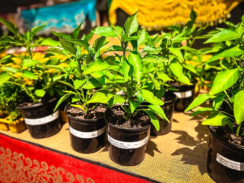 Grow To Eat Festival