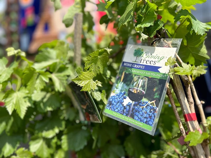 Grow To Eat Festival
