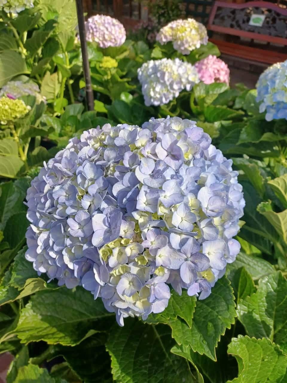 Plants & Flowers