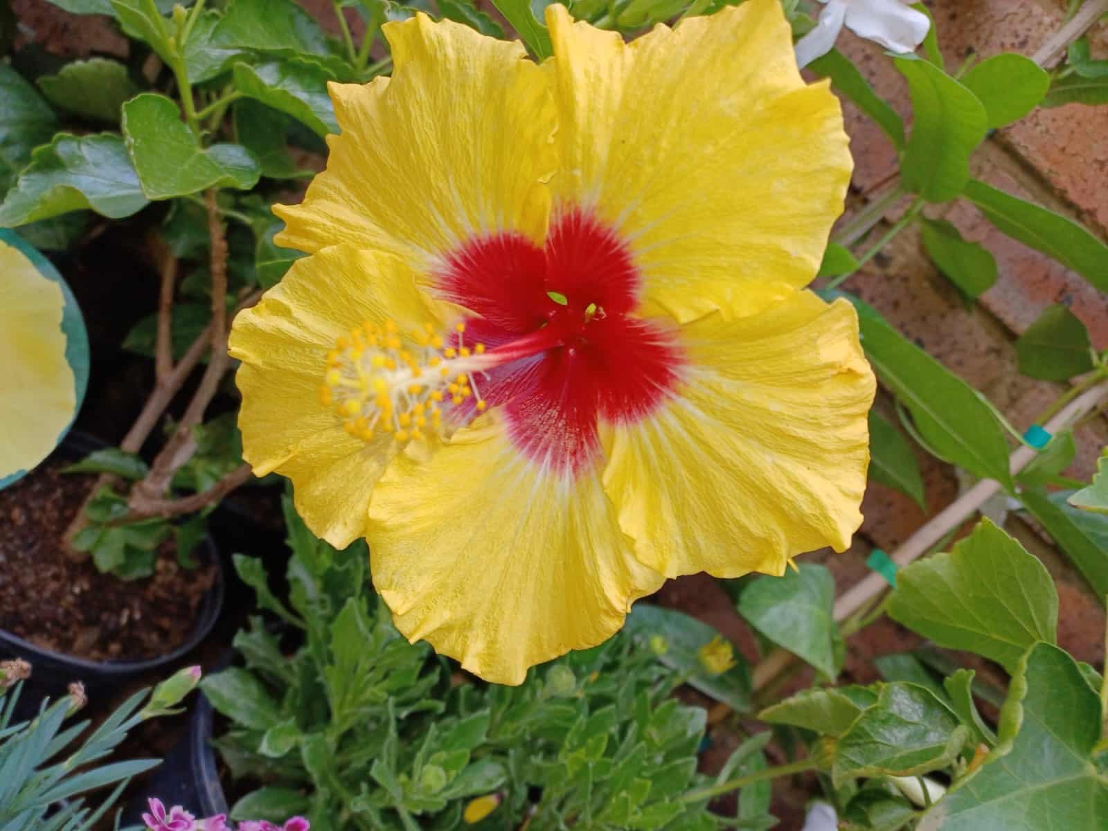 Plants & Flowers