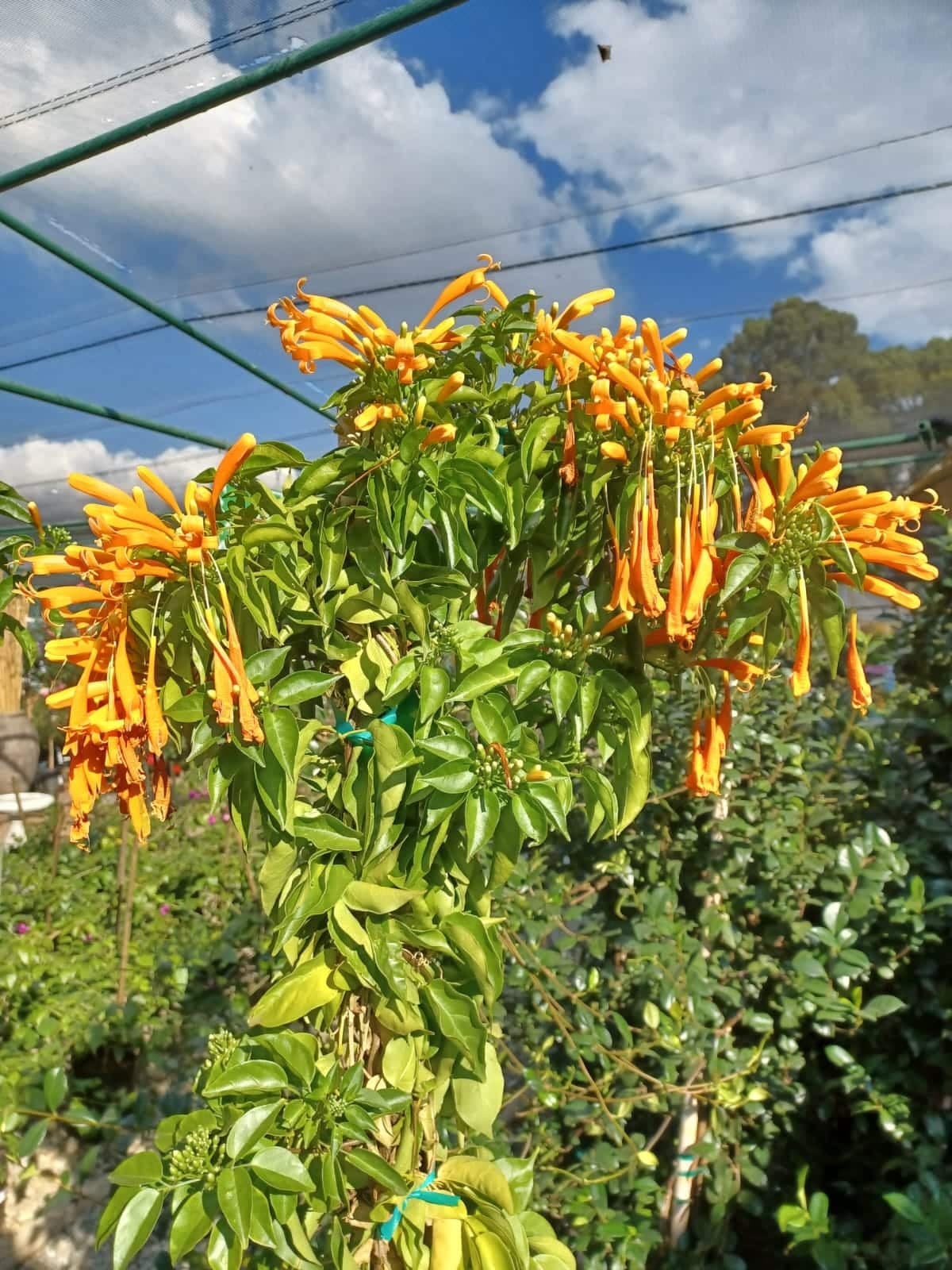 Plants & Flowers