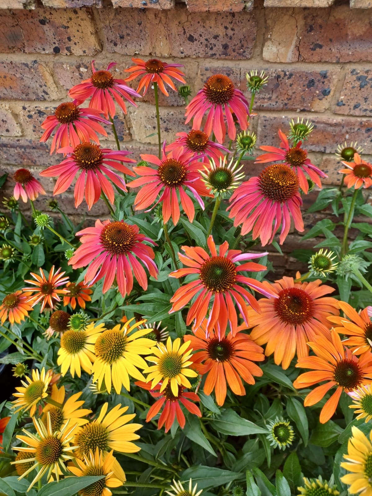 Plants & Flowers
