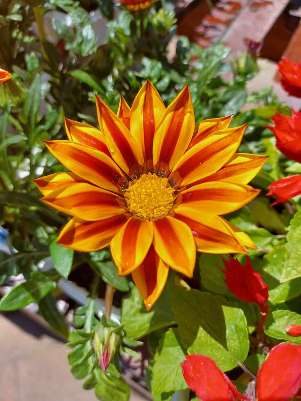 Plants & Flowers