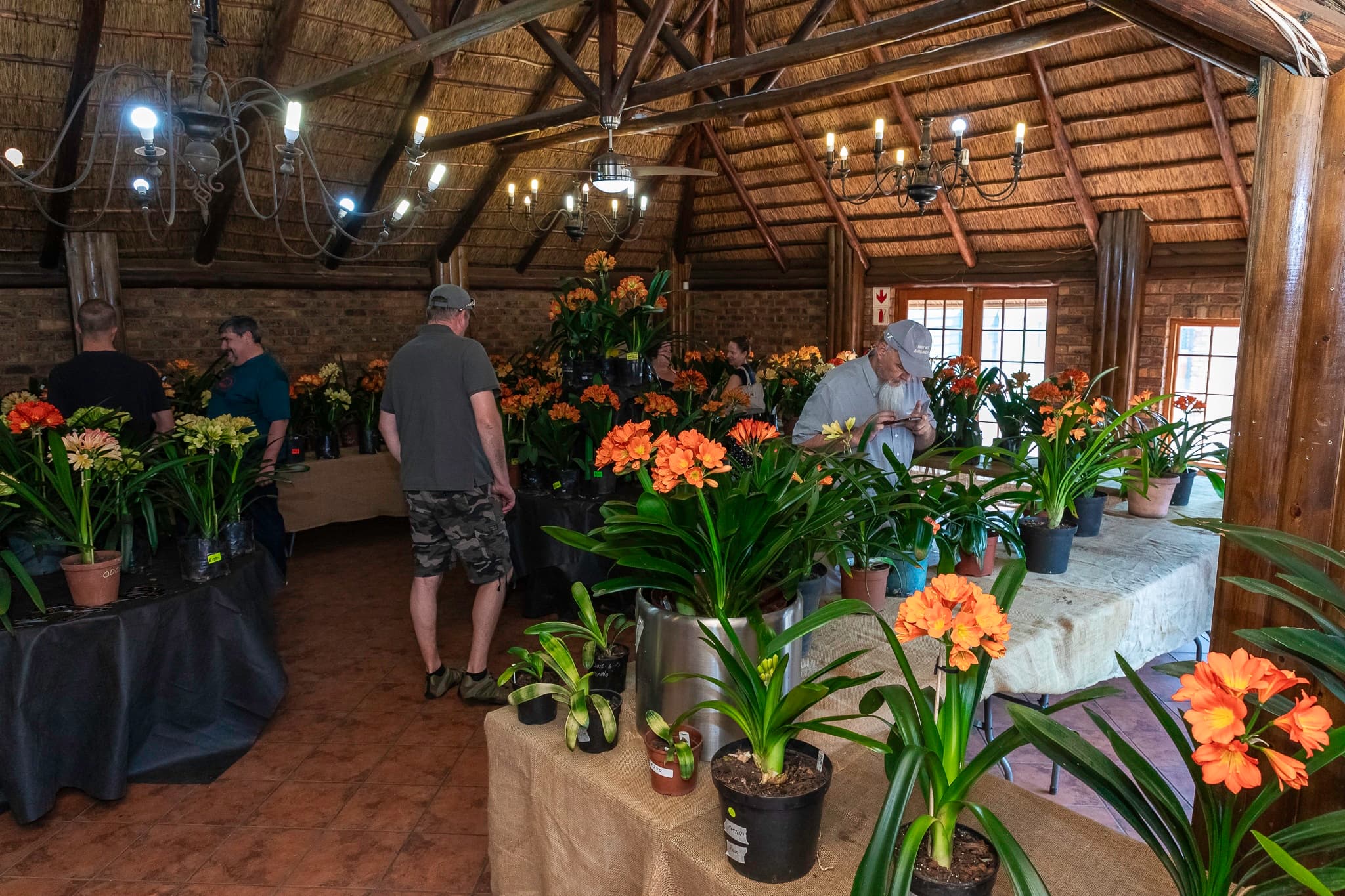 Clivia Show