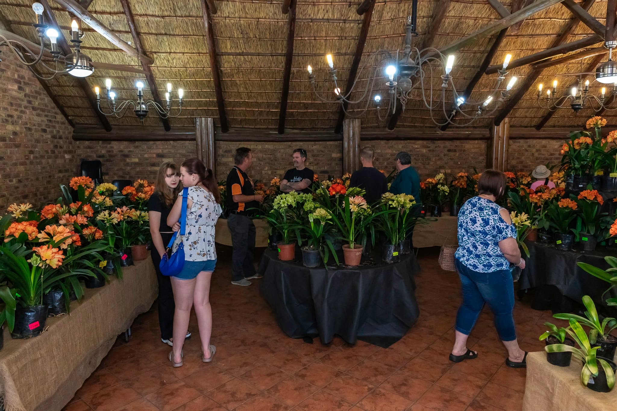 Clivia Show