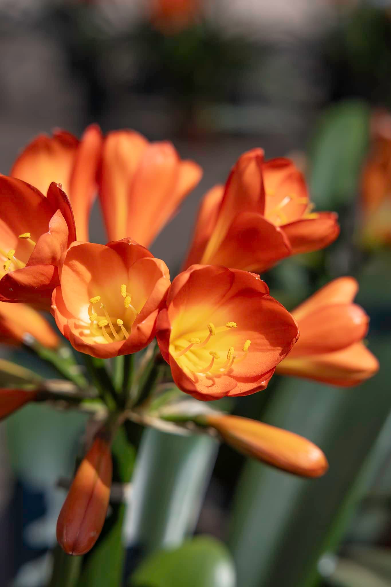 Clivia Show
