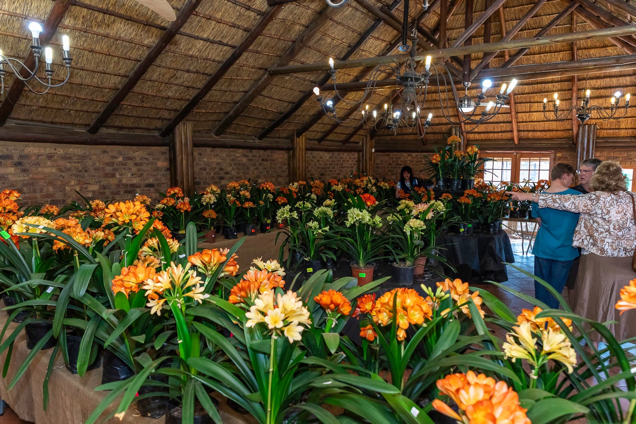 Clivia Show