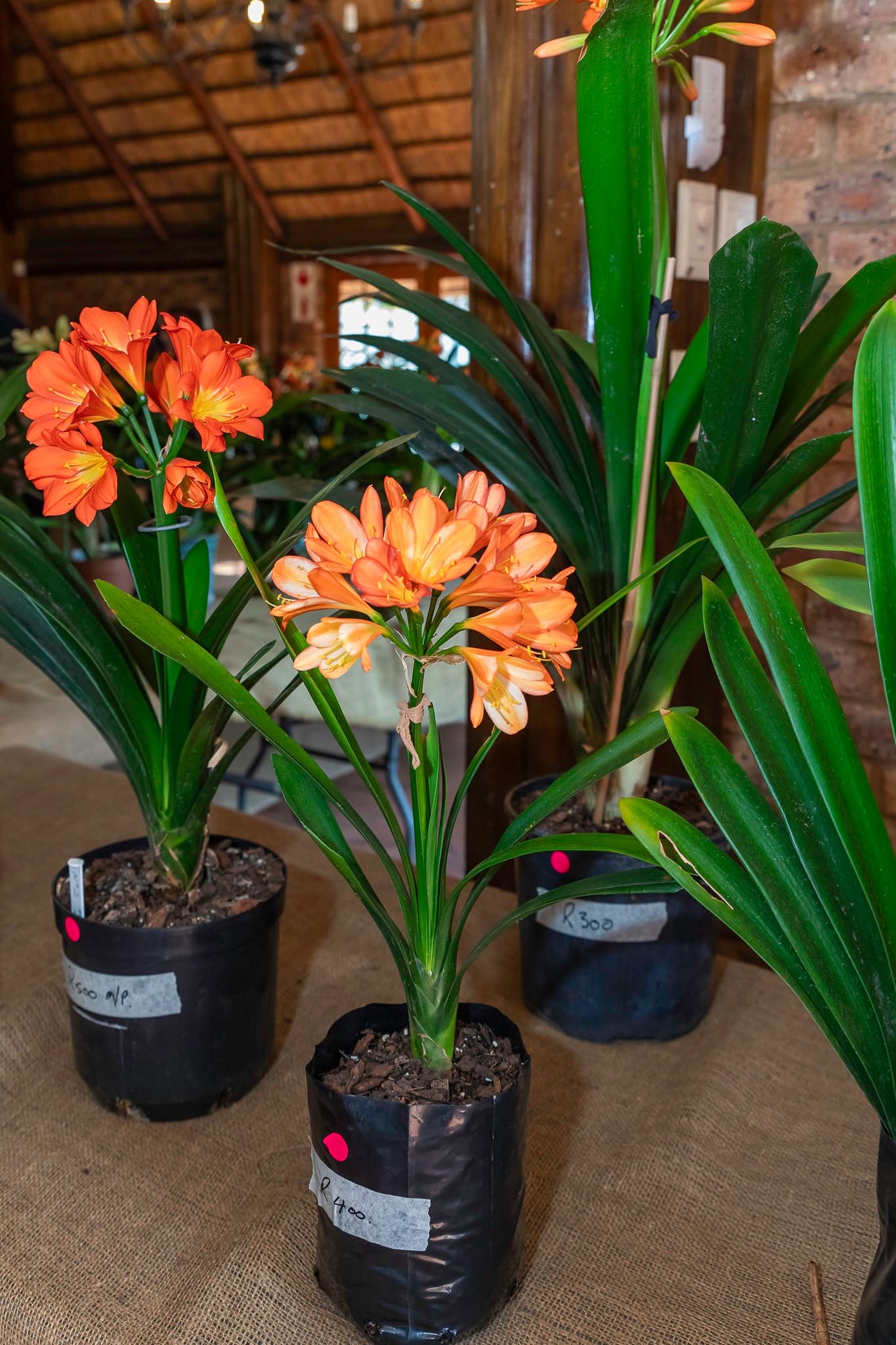 Clivia Show