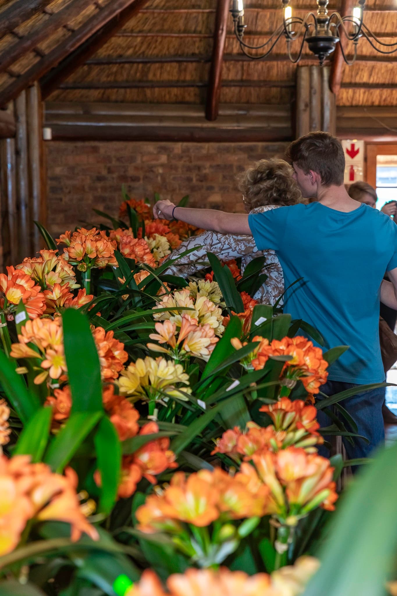 Clivia Show