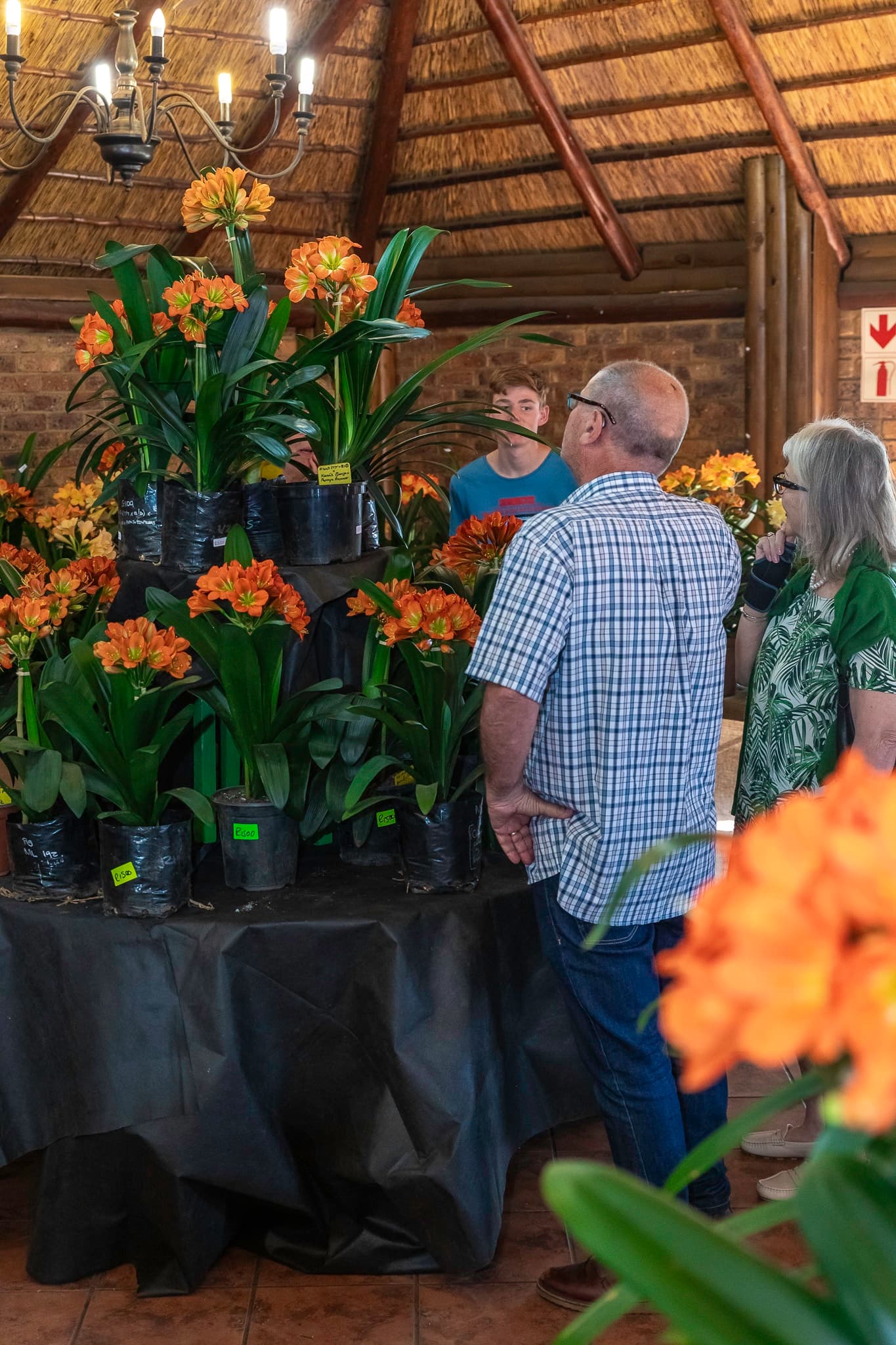 Clivia Show