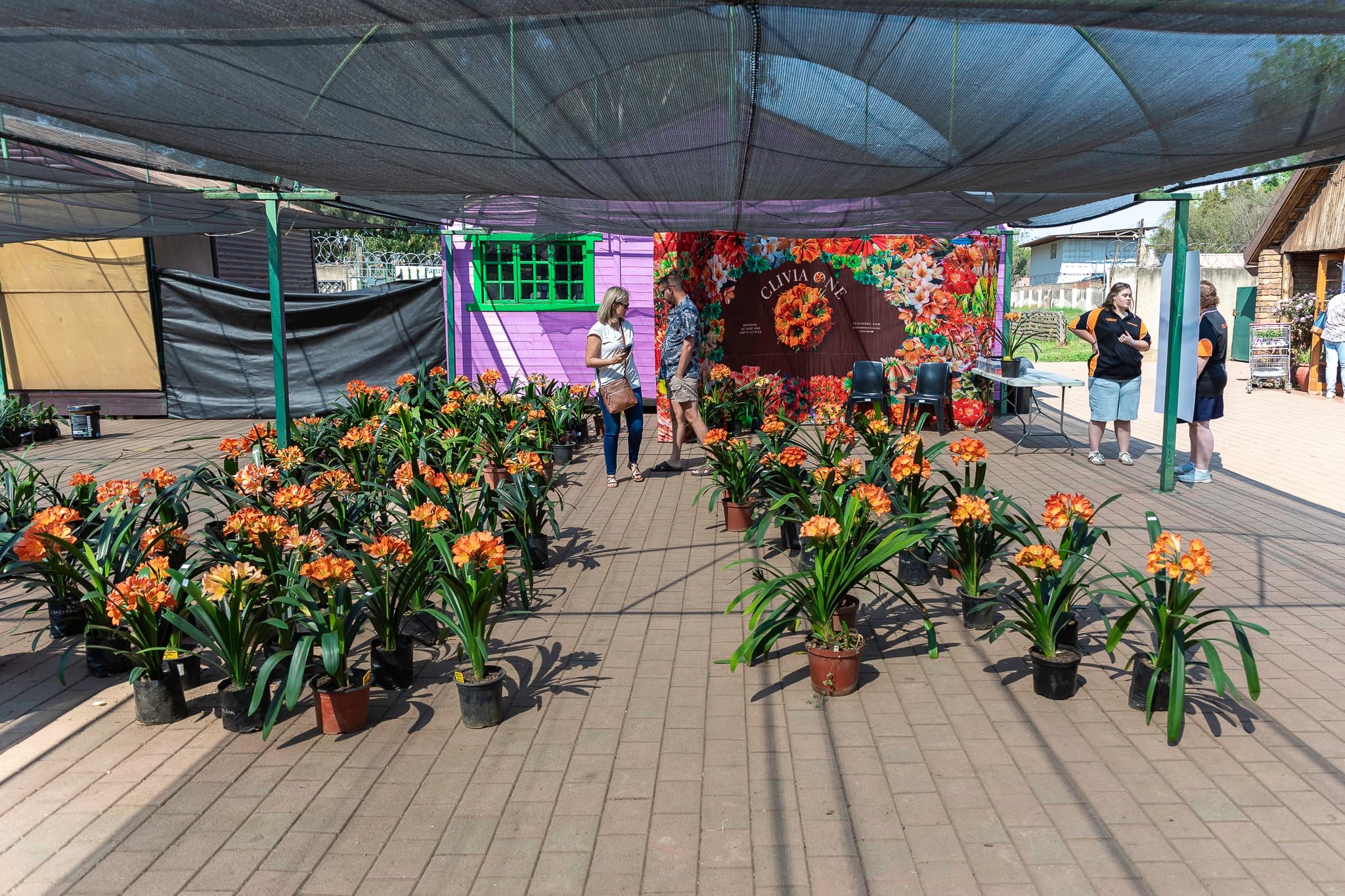 Clivia Show