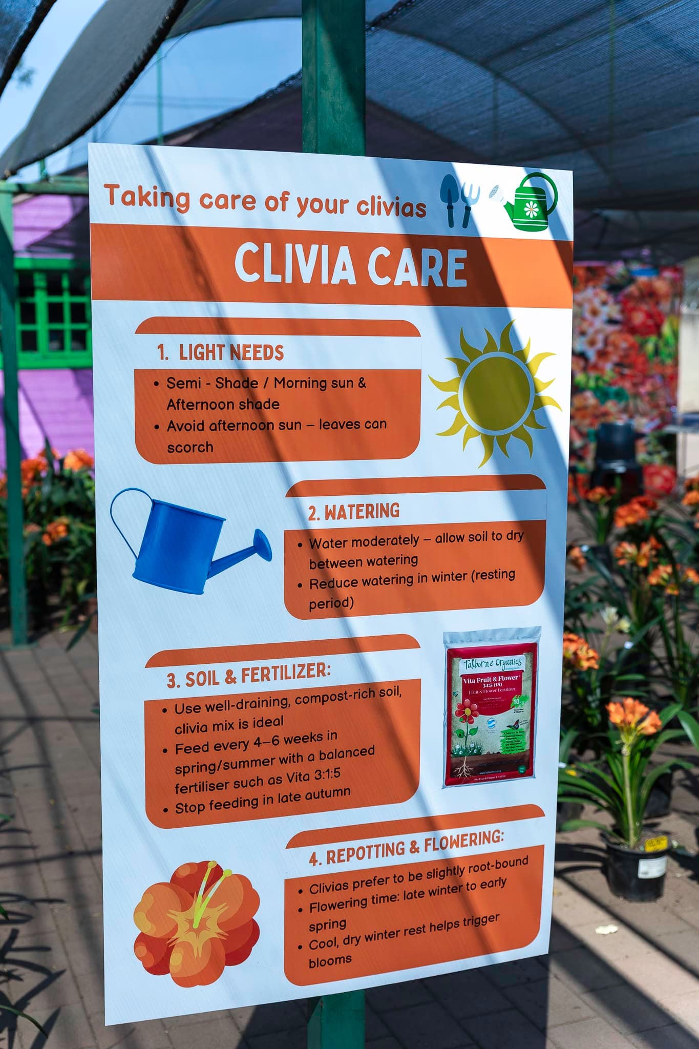 Clivia Show